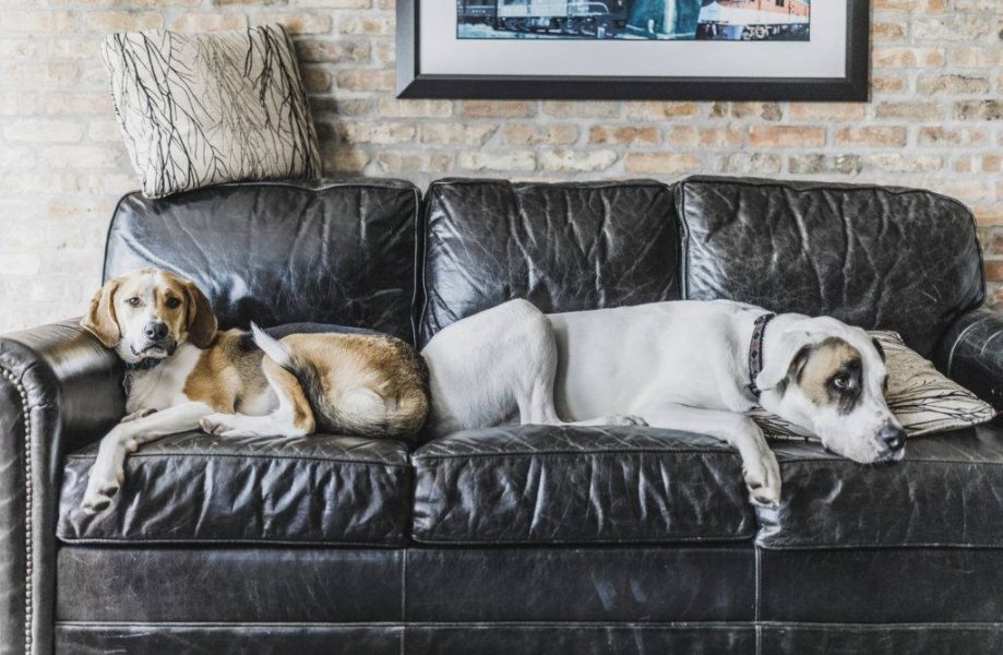 Dog Friendly Hotels in Beloit WI Dog Friendly Beloit