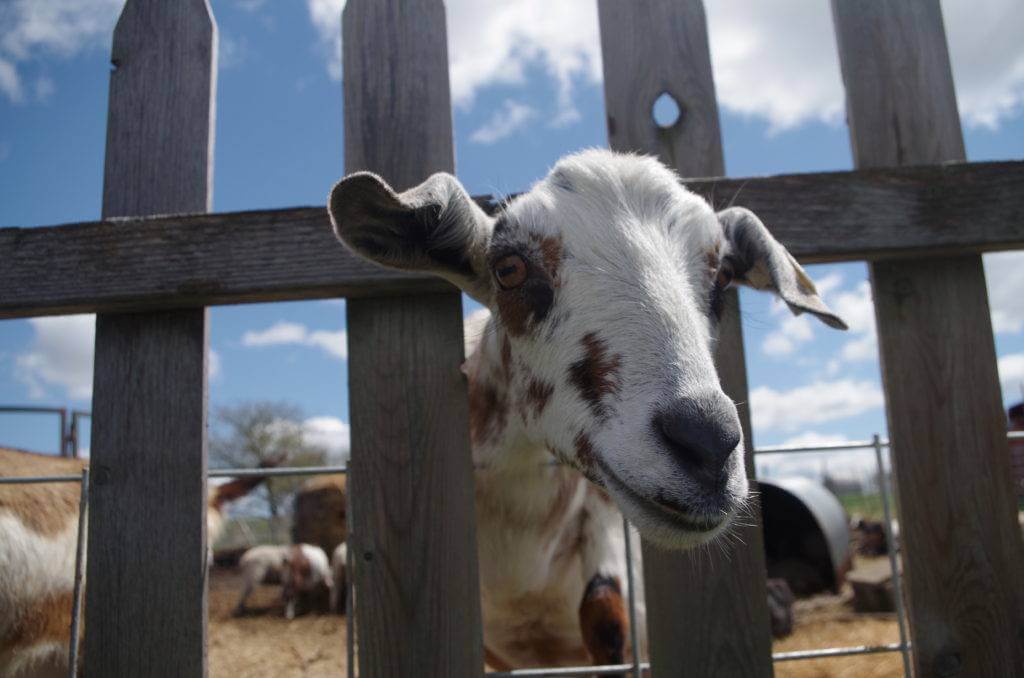 Goat at Double B Farm & Country Cafe