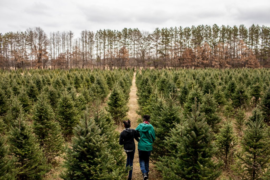 A couple walk arm in arm through the Christmas trees at Williams Tree Farm